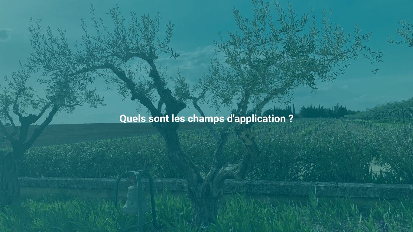 Branche d’olivier baignée de lumière, symbole de paix et de renouveau, illustrant les bienfaits de l’hypnose.